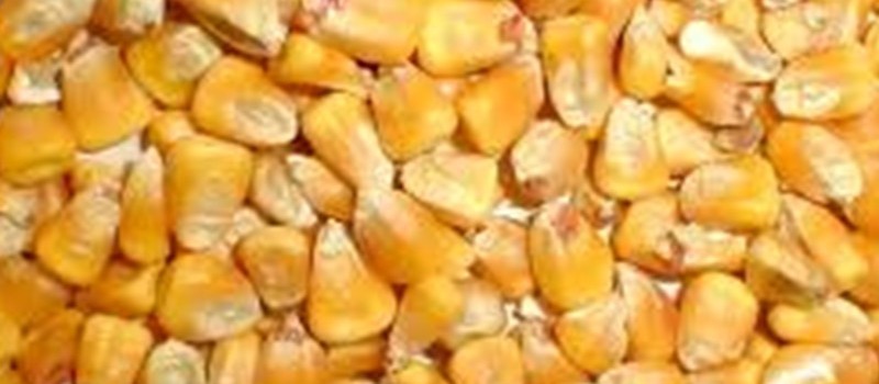 Corn Seeds
