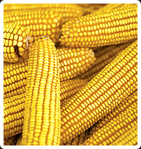 Corn or Maize Seeds